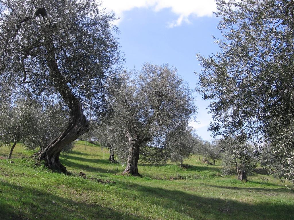 הוילה Seggiano Casa Fioranna חדר תמונה